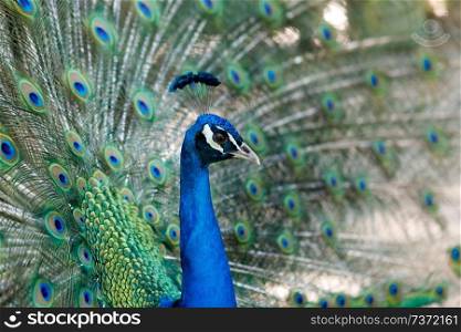 Amazing peacock during his exhibition for mating