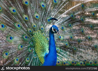 Amazing peacock during his exhibition for mating