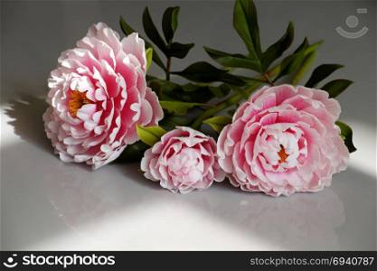 Amazing peony flower from clay on white background, artificial flower from clay art so wonderful, artwork with pink petal, green leaf so beautiful