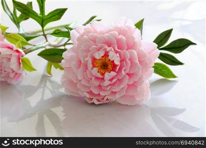 Amazing peony flower from clay on white background, artificial flower from clay art so wonderful, artwork with pink petal, green leaf so beautiful