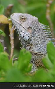 Amazing profile of a gray iguana sitting in the top of a bush.
