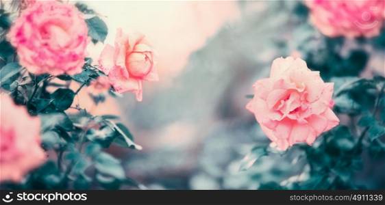 Amazing roses nature background in pastel color, floral banner