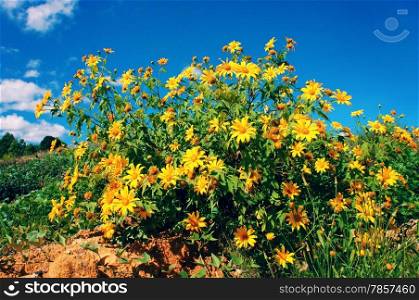Amazing scene of beautiful nature at Dalat countryside, grove of wild sunflower bloom vibrant, da quy flower in beauty yellow up to blue sky in winter day, a special flower of Da Lat, Vietnam