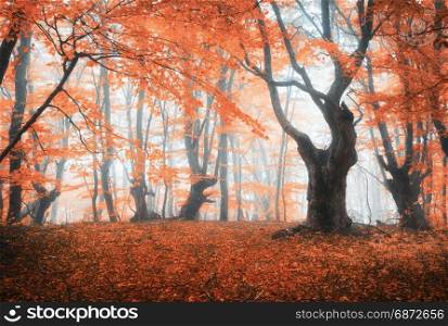 Amazing scene with autumn trees in fog. Autumn forest in fog. Fall colors. Enchanted foggy forest in fog. Old Tree. Landscape with trees, colorful orange and red foliage. Nature. Magical foggy forest. Amazing scene with autumn trees in fog