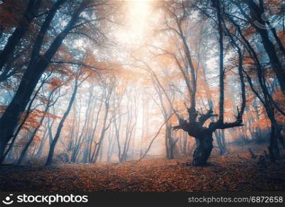 Amazing scene with autumn trees in fog. Autumn forest in fog. Fall colors. Enchanted foggy forest in fog. Old Tree. Landscape with trees, colorful orange and red foliage. Nature. Magical foggy forest. Amazing scene with autumn trees in fog. Autumn forest