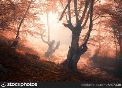 Amazing scene with autumn trees in fog. Autumn forest in fog. Fall colors. Enchanted foggy forest in fog. Old Tree. Landscape with trees, colorful orange and red foliage. Nature. Magical foggy forest