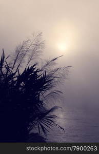 Amazing scenery of Vietnam village in morning at sunrise, silhouette of wild grass beside lake, sun go up make abstract landscape