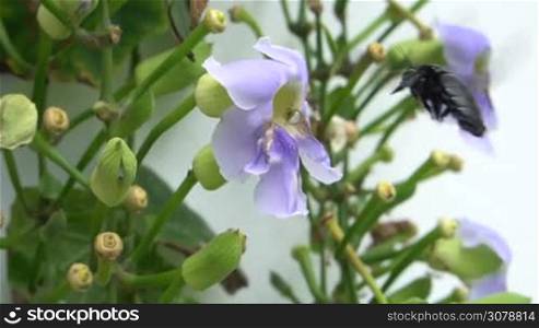 Amazing shot of beautiful Carpenter Bee pollinating purple orchid and red Weaver Ants crawling on stalk over white wall background - video in slow motion