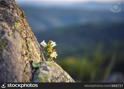 Amazing small flowers growing at the rock in the mountain. Nature concept