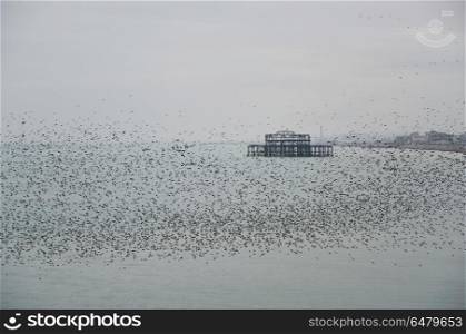 Amazing spectacle of starlings birds murmuration flying over sea. Stunning spectacle of starlings birds murmuration flying over sea in Winter