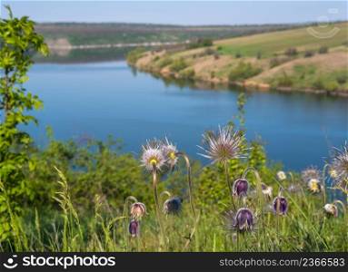 Amazing spring view on the Dnister River Canyon with Pulsatilla patens or Prairie Crocus or Pasque flower flowers. This place named Shyshkovi Gorby, Nahoriany, Chernivtsi region, Ukraine.