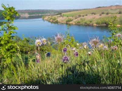 Amazing spring view on the Dnister River Canyon with Pulsatilla patens or Prairie Crocus or Pasque flower flowers. This place named Shyshkovi Gorby, Nahoriany, Chernivtsi region, Ukraine.