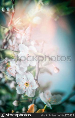 Amazing springtime blossom of tree, close up
