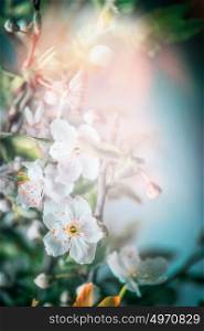 Amazing springtime blossom of tree, close up