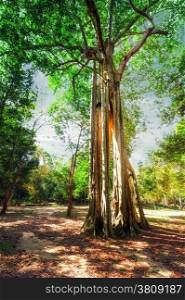 Amazing sunny day at rainforest with giant banyan tropical tree and sunbeams. Nature landscape and travel background. Cambodia