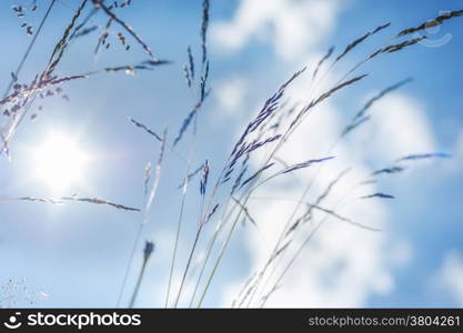 Amazing sunny day at summer meadow with wildflowers under blue sky. Nature floral background