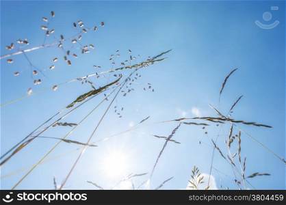 Amazing sunny day at summer meadow with wildflowers under blue sky. Nature floral background