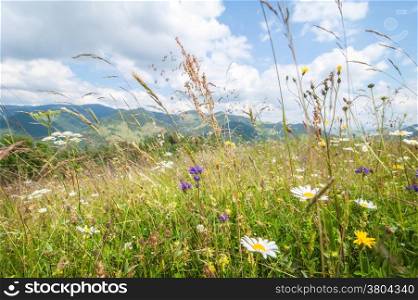 Amazing sunny day in mountains. Summer meadow with wildflowers under blue sky. Nature background and lanscape