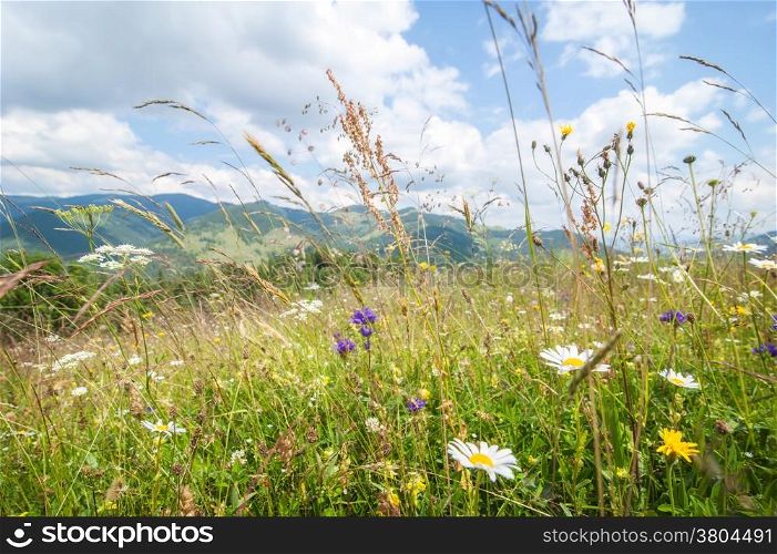 Amazing sunny day in mountains. Summer meadow with wildflowers under blue sky. Nature background and landscape