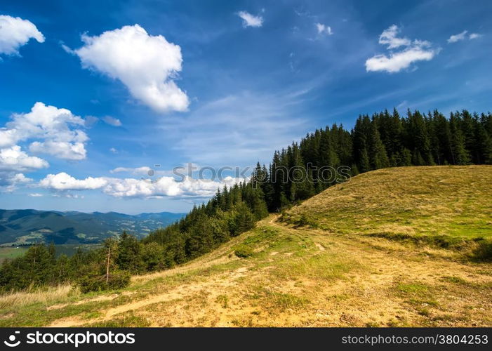 Amazing sunny landscape with pine tree highland forest at Carpathian mountains under blue sky. Ukraine destinations and travel background