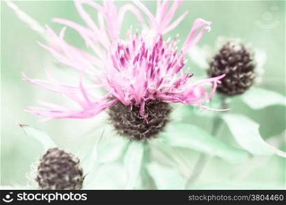 Amazing sunrise at summer meadow with pink milk thistle wildflower. Abstract floral background in vintage style, watercolor painting effect and blur