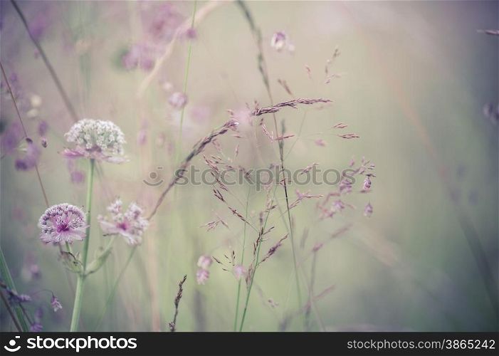 Amazing sunrise at summer meadow with wildflowers. Abstract floral background in vintage style, watercolor painting effect and blur
