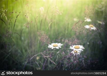 Amazing sunrise at summer meadow with wildflowers. Nature floral background in vintage style