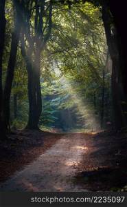 Amazing sunrise in forest. Rays of the sun shine through trees. Light fog adds some mystery to the landscape. Sunny forest early in the morning.. Forest trail on a misty morning in early fall