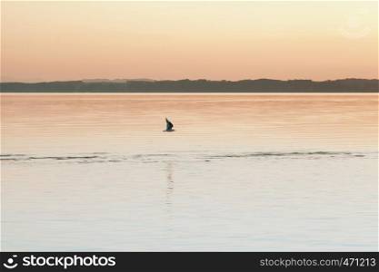 Amazing sunset in chiemsee lake with orange colors and a seagull flying over the water