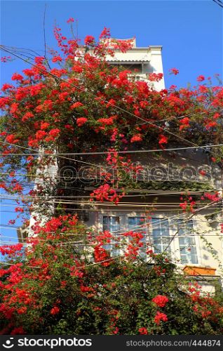 Amazing townhouse at Ho chi Minh city, Vietnam, beautiful bougainvillea flower climb on wall and bloom vibrant in red, home facade decor by red flower trellis