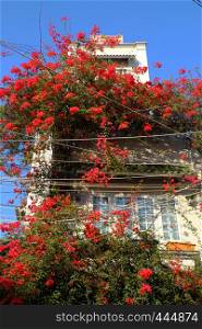 Amazing townhouse at Ho chi Minh city, Vietnam, beautiful bougainvillea flower climb on wall and bloom vibrant in red, home facade decor by red flower trellis