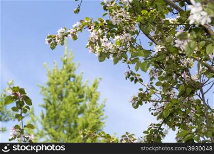 Amazing tree with background of the sky and clouds. Amazing flowering tree with the background of the sky with clouds