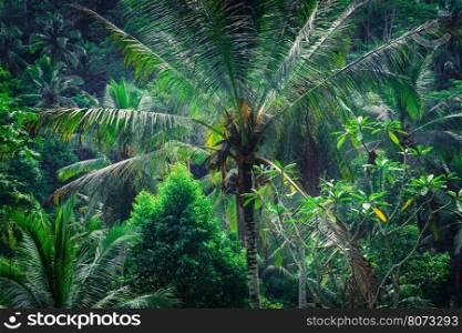 Amazing tropical nature. Abstract rainforest landscape with jungle plants