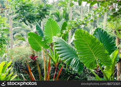 Amazing tropical plants and flowers in fantasy rainforest. Giant alocasia (caladium) tree leaves