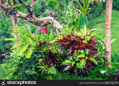 Amazing tropical plants growing in fantasy mossy garden