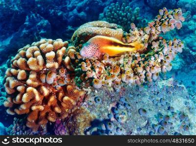 Amazing undersea nature, beautiful colorful coral garden and clownfish between it, beauty of exotic nature, tropical vacation concept