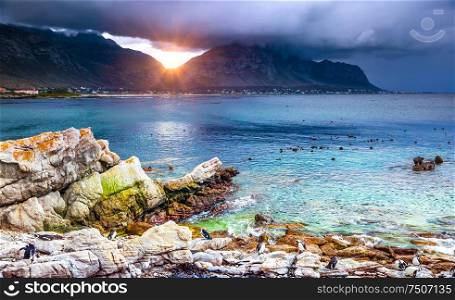 Amazing view of Betty&rsquo;s Bay in sunset light, many wild penguins on the rocky coast, perfect place for exotic travel, beautiful nature of South Africa
