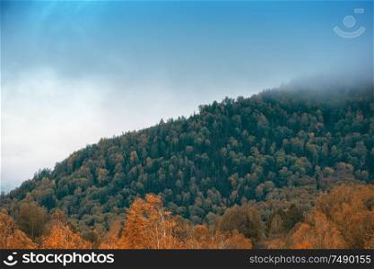 Amazing view of the autumn day with orange trees and grass in Altay mountain. Amazing view of the autumn day