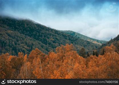 Amazing view of the autumn day with orange trees and grass in Altay mountain. Amazing view of the autumn day