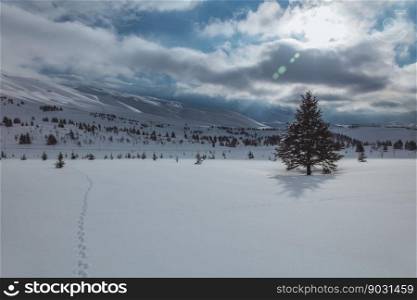 Amazing View on Beautiful Winter Mountains. Cold Weather Peaceful Landscape of a Ski Resort. Lebanon.. Beautiful Winter Landscape and Fir Tree