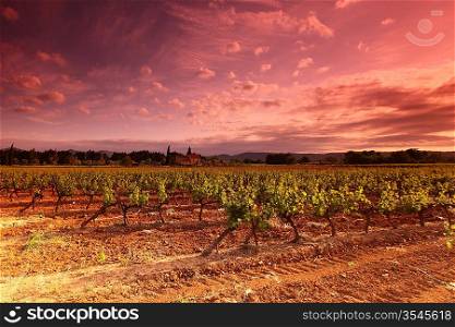 Amazing Vineyard Sunset in france
