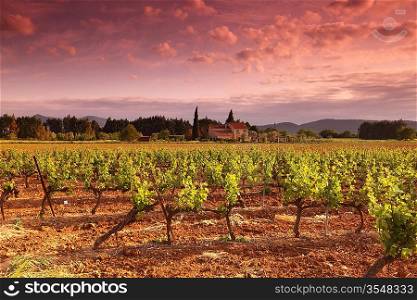 Amazing Vineyard Sunset in france