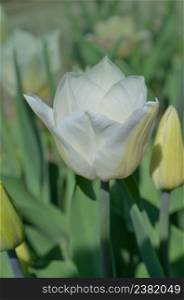 Amazing white tulips blooming. Pure white tulips in garden. White tulips flower in garden background