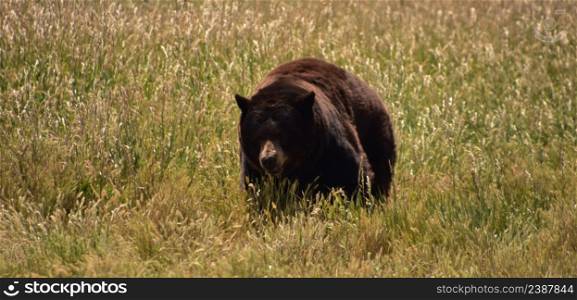 Amazing wild black bear in tall grasses and a field.