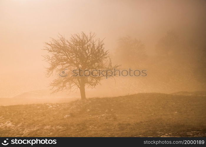 amazing winter landscape with fog and frosty trees in Rimetea Romania