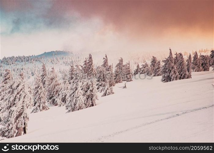 amazing winter landscape with snowy fir trees
