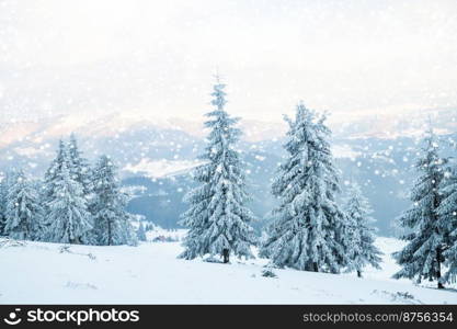 amazing winter landscape with snowy fir trees in the mountains