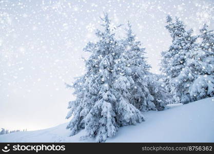 amazing winter landscape with snowy fir trees in the mountains