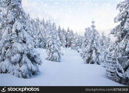 amazing winter landscape with snowy fir trees in the mountains