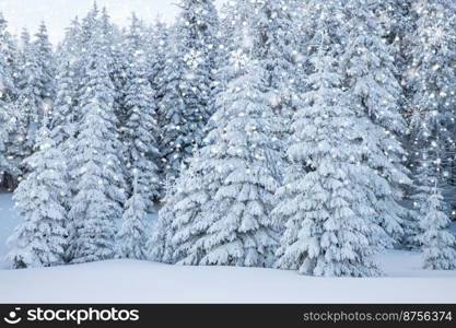 amazing winter landscape with snowy fir trees in the mountains